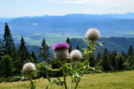 Wooly Thistle Flower And Bees Featuring Wooly Thistle Flower And Flora preview 6