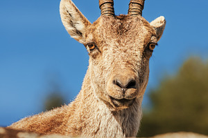 Mountain goat on a deep blue backgro, an Animal Photo by Perpis