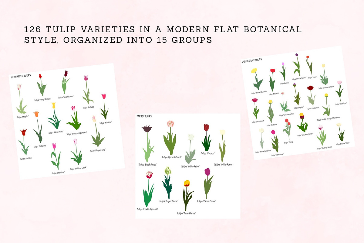 126 Tulip Varieties Flat Vectors, an Object Graphic by esylvia (Photo 3 of 5)