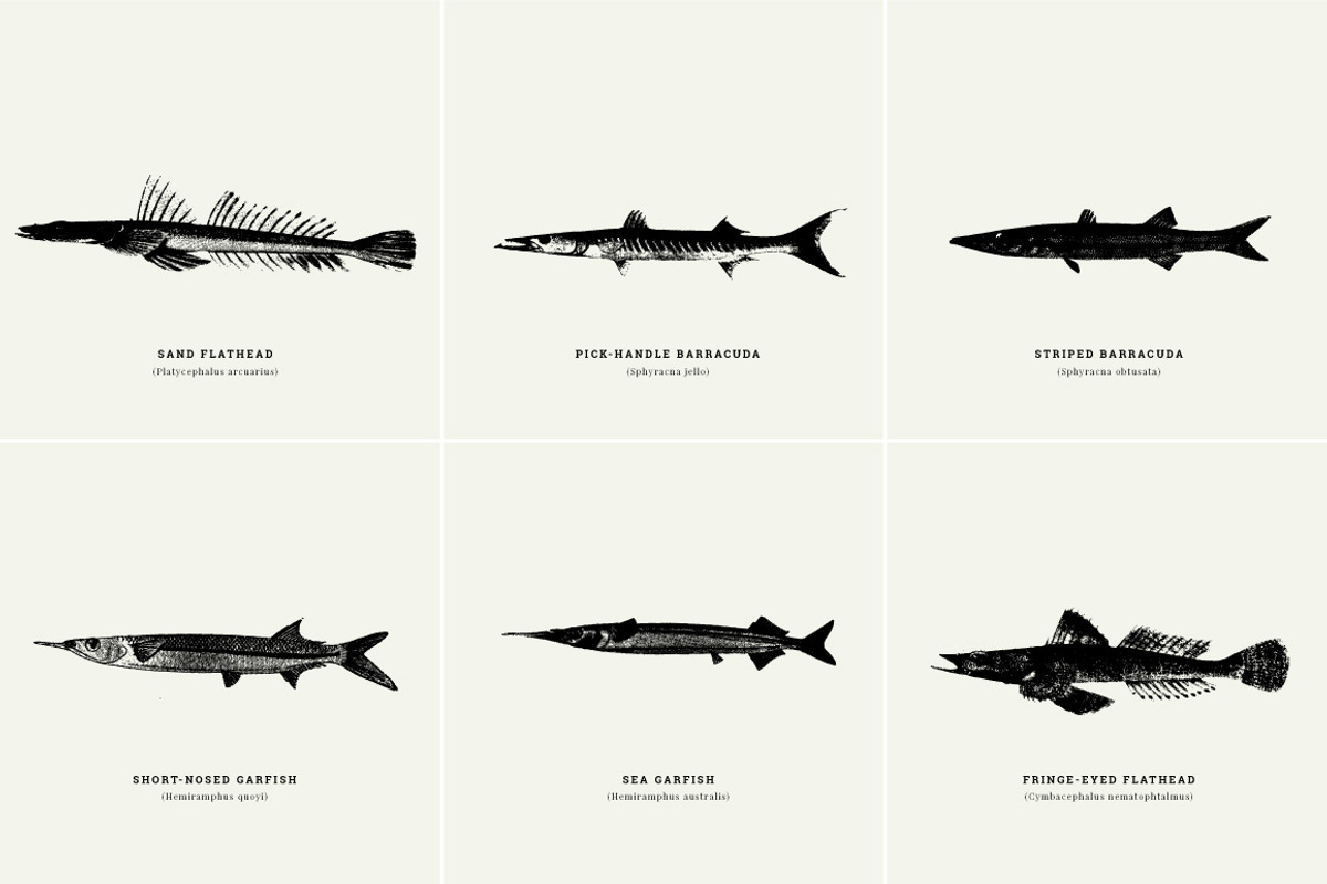 Fish Illustrations, an Object Graphic by Nomad Visuals (Photo 8 of 11)