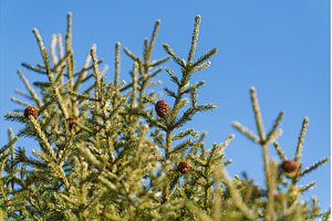 Natural evergreen branches with, a Holiday Photo by Alexander-Piragis