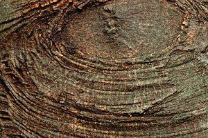 The trunk of a Foambark Tree, a Nature Photo by Rob D Animal Photography