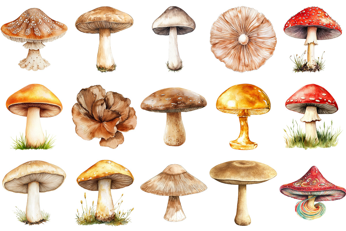 Watercolor Mushrooms Clipart Bundle, an Illustration by Pixels.Craft (Photo 3 of 4)
