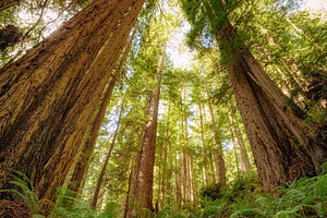Redwood forest stock photo containing redwoods and forest