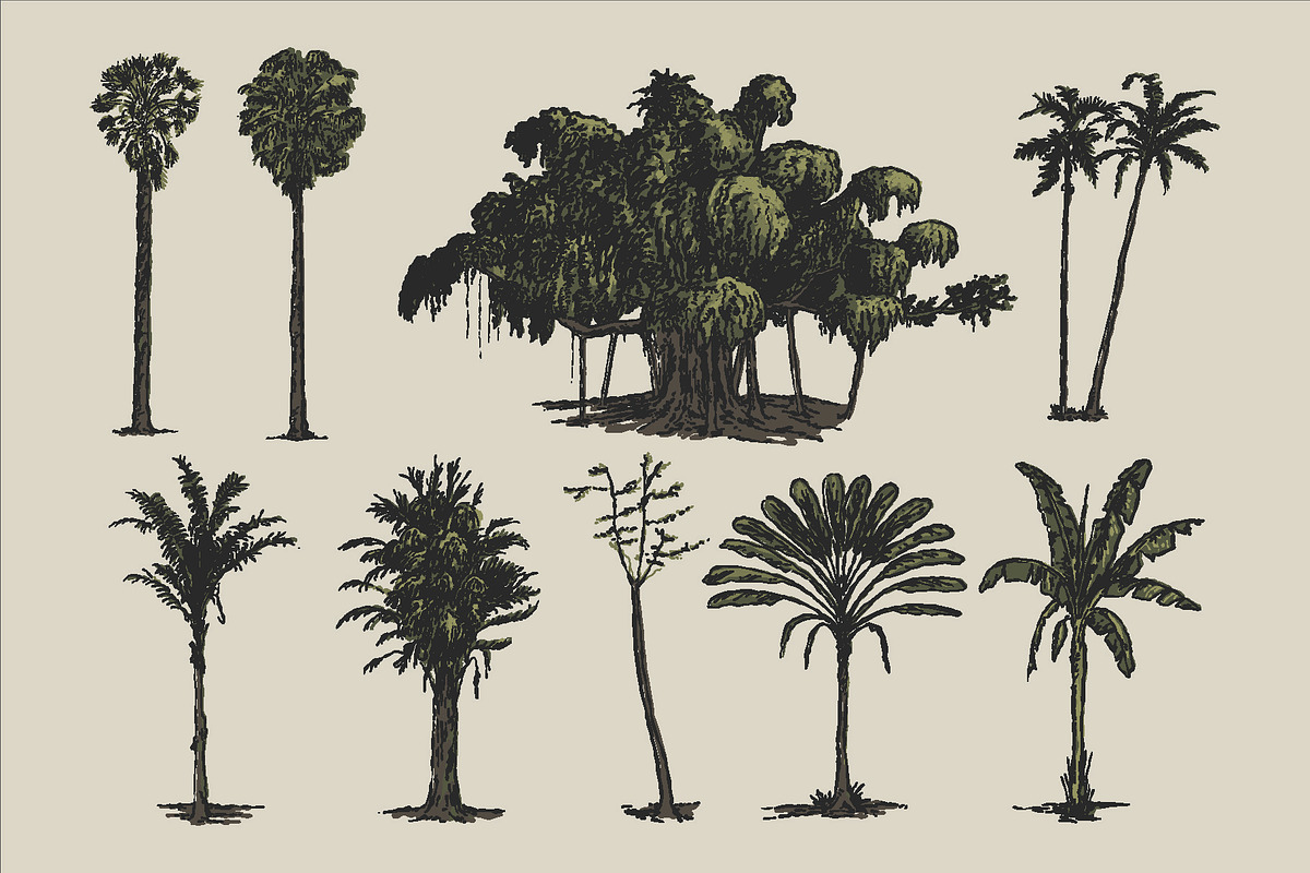 East Indies Botanical Illustrations, a Decorative Illustration by Rusted Works (Photo 3 of 10)