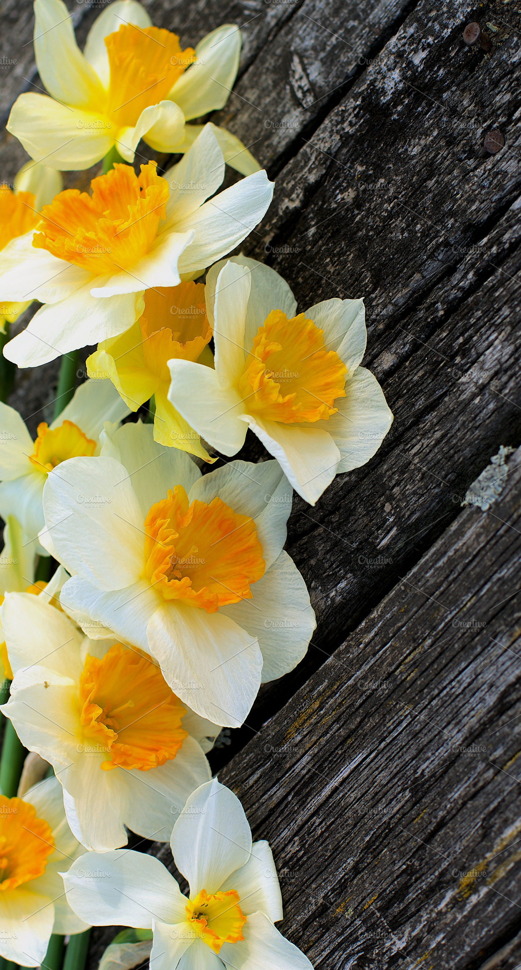 Daffodils containing flower, white, and plant, a Holiday Photo by zhekos