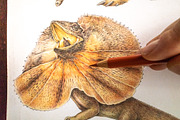 Australia Flora Fauna Clipart, an Animal Illustration by AnitaPol (Thumbnail 4 of 27)