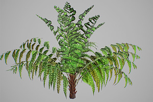 Alsophila Fern Young LOW