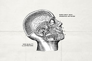 Anatomy & Skeleton PNG Lineart Pack, a Person Illustration by Century Library (Thumbnail 7 of 7)