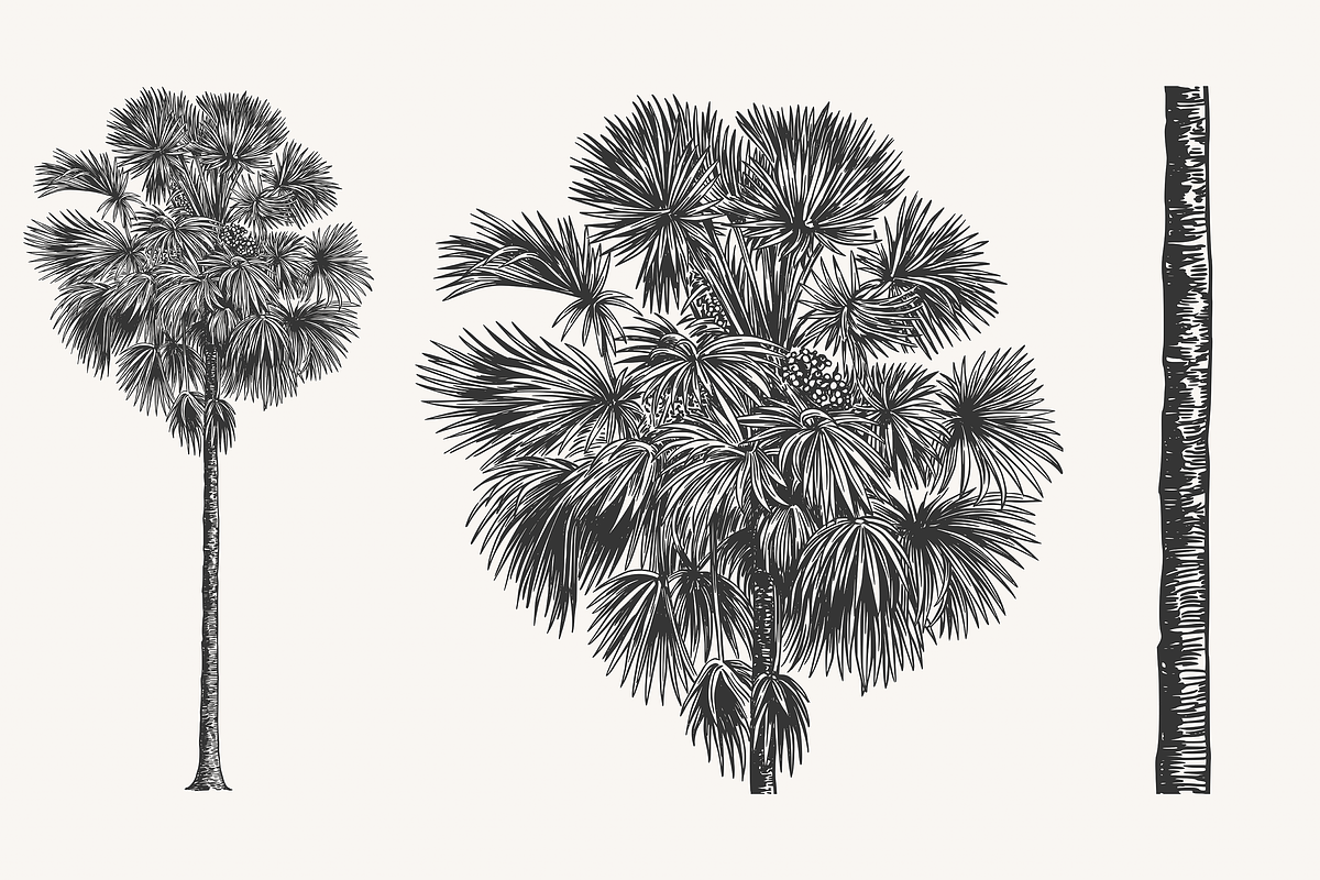 Palm Tree Vector Illustration Bundle, an Illustration by Kusumaillustration (Photo 11 of 15)