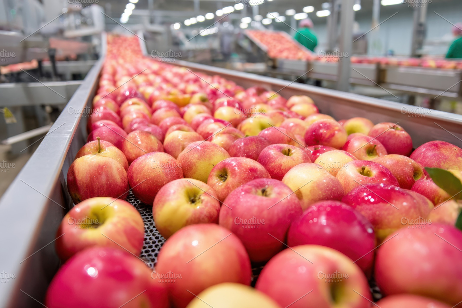 Apples on conveyor belt in processing facility, a Food & Drink Photo by AlyaAnd