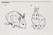 Pencil sketches of rabbit PNG, an Animal Illustration by LOKSKIH (Thumbnail 3 of 5)