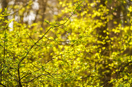 Full frame image of dense lime green shrub with young leaves in late spring or