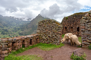 Llamas roaming among ancient Inca ruins at Pisac, Peru, an Animal Photo by GoodGoods