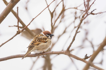 closeup of a House sparrow standing, an Animal Photo by AlexBush