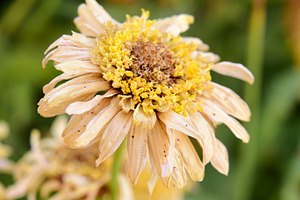 Dry daisy flower macro containing closeup, decoration, and nobody