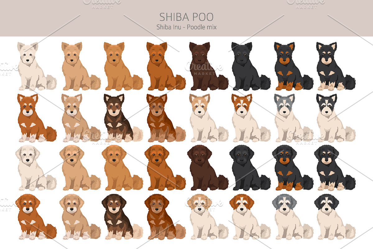 Shiba Poo (Shiba Inu Poodle mix), an Animal Illustration by pet design shop (Photo 3 of 5)