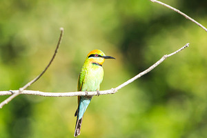 Rainbow Bee-eater