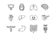 Internal Organs.Vector illlustration, a Healthcare Illustration by Tettygreen (Thumbnail 1 of 3)