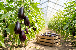 Eggplants growing on plantation, a Food & Drink Photo by Volff