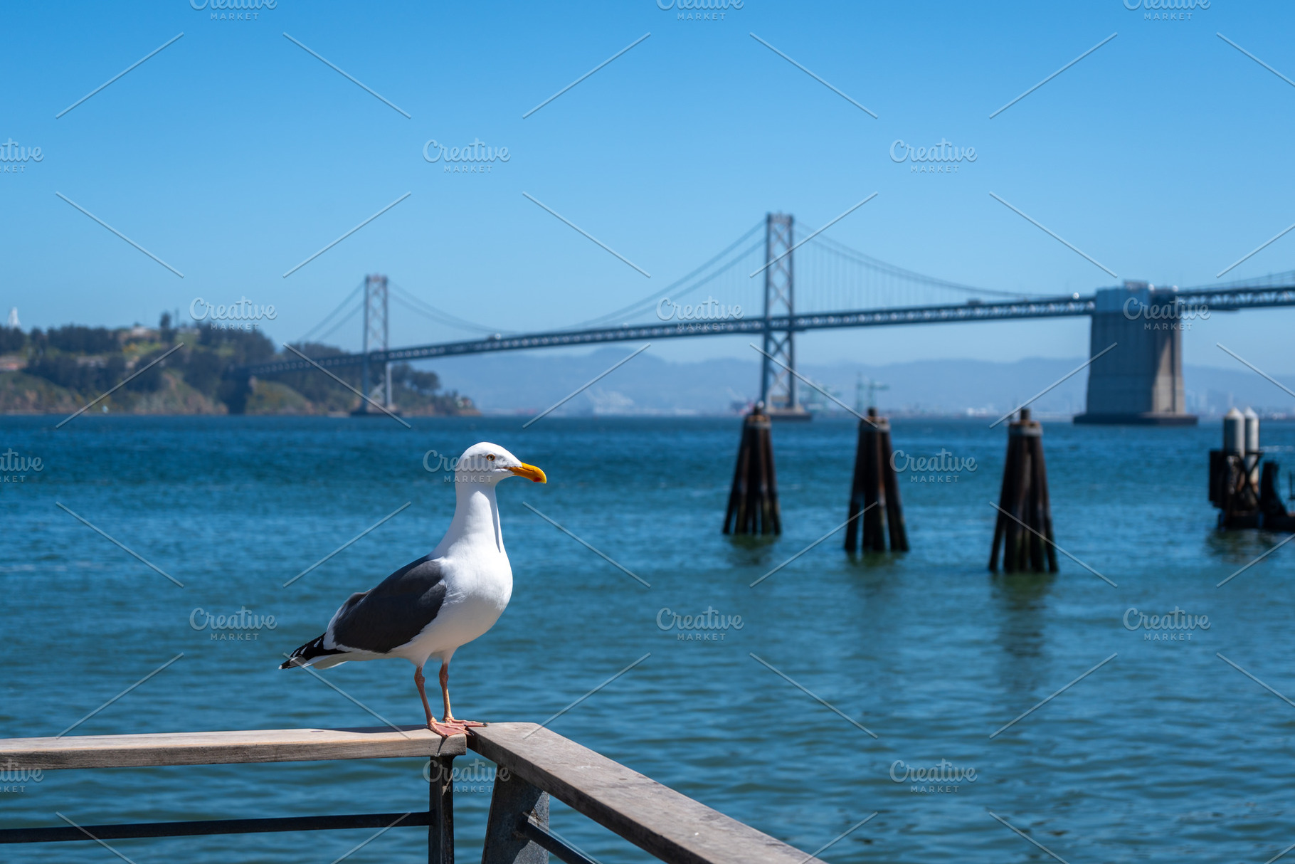 Seagull resting on a wooden railing with Oakland Bay Bridge behi, an Architecture Photo by GoodGoods
