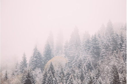 Pines And Spruce, Fir-trees Covered, a Nature Photo by Our Amazing World