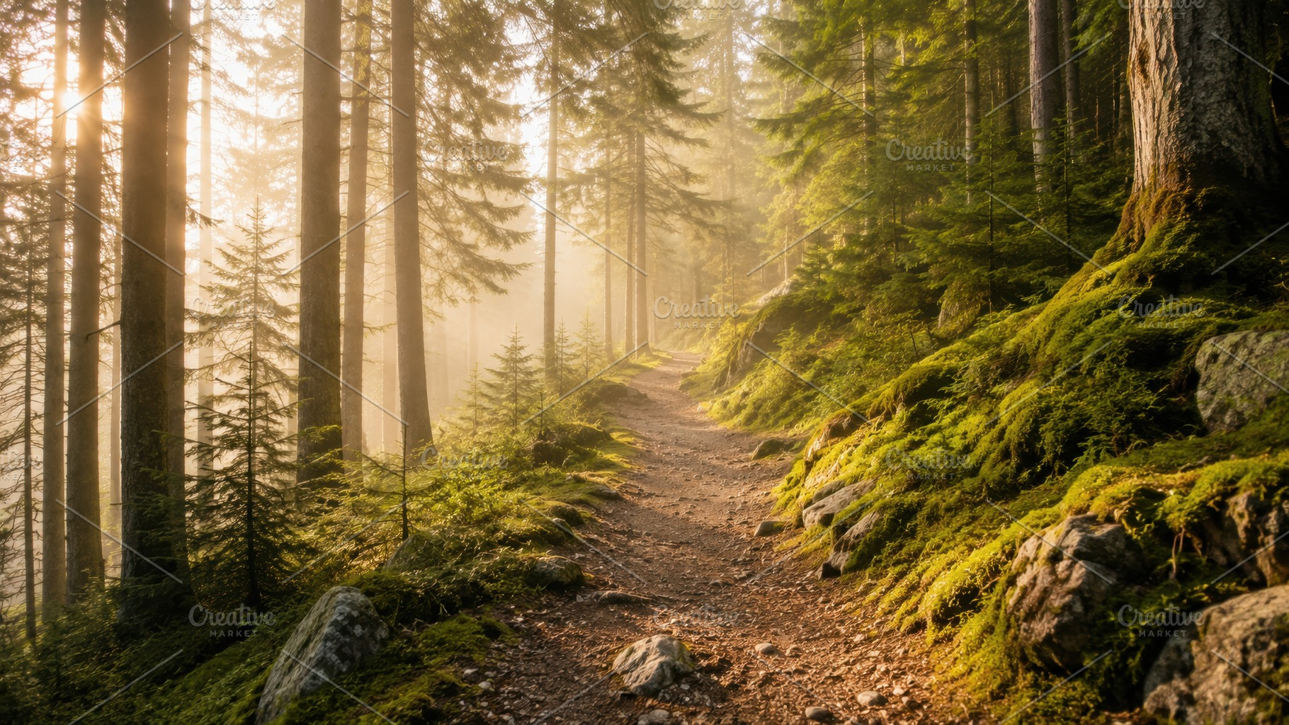 Morning light in the forest, a Photo by Beautiful things