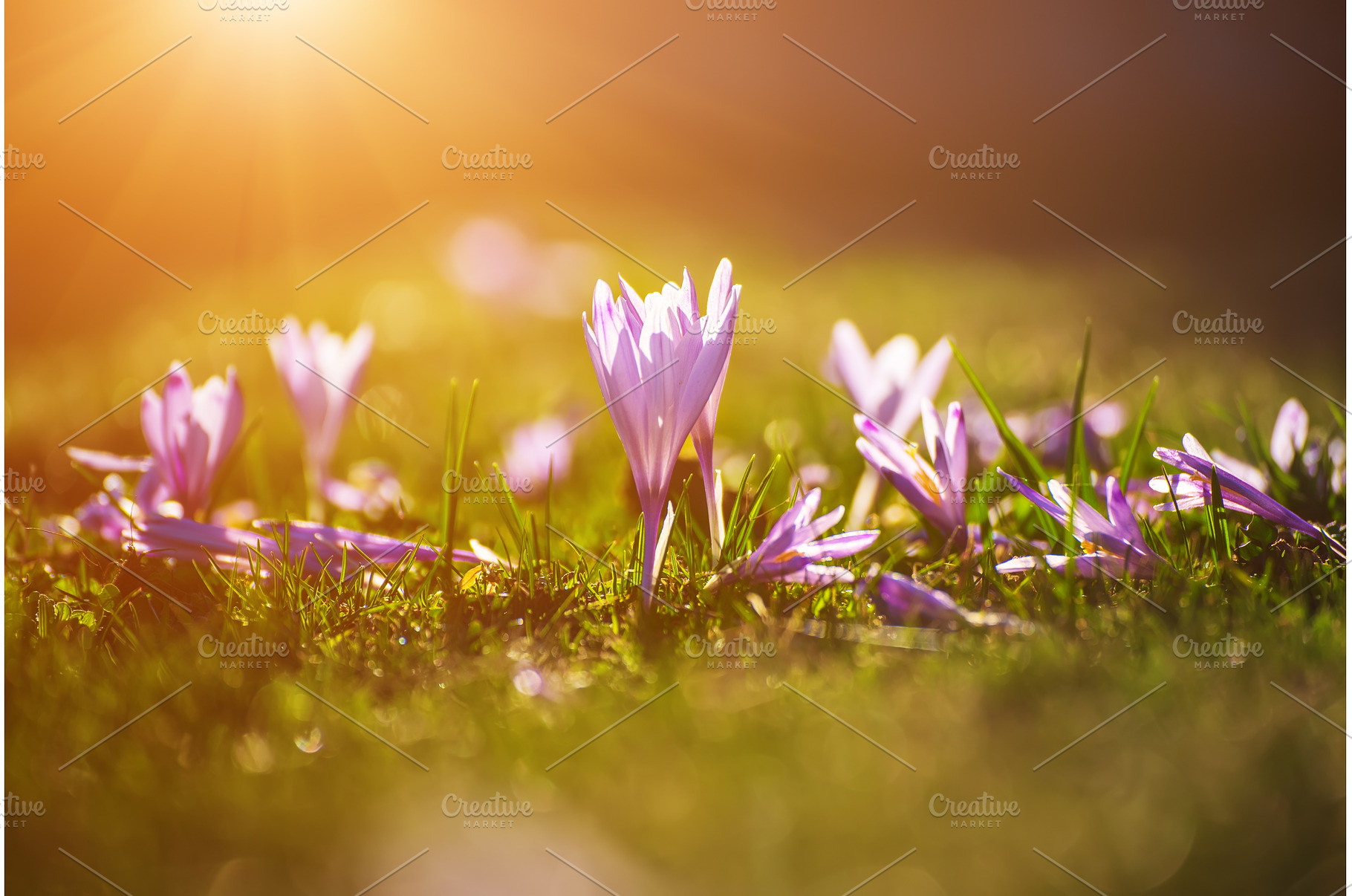 Spring crocus flowers in the green, a Nature Photo by Nature and travel