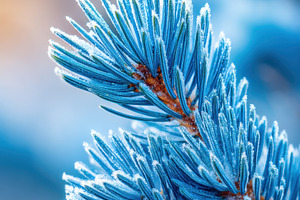 Frosted pine branch in blue tones, a Nature Photo by AlyaAnd