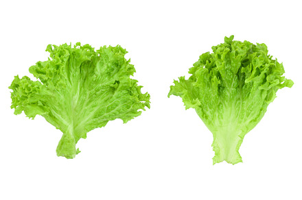 Lettuce leaf isolated on white