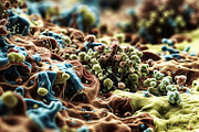 52 Fictional Microscopic Organisms, an Abstract Photo by h.utomo (Thumbnail 26 of 52)
