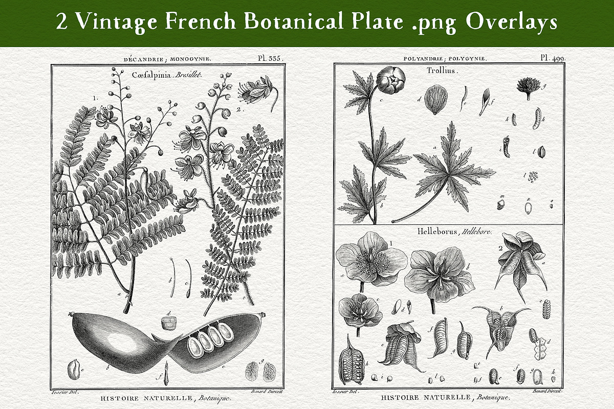 Les Botaniques No 1, a Decorative Illustration by French Kiss Collections (Photo 2 of 6)