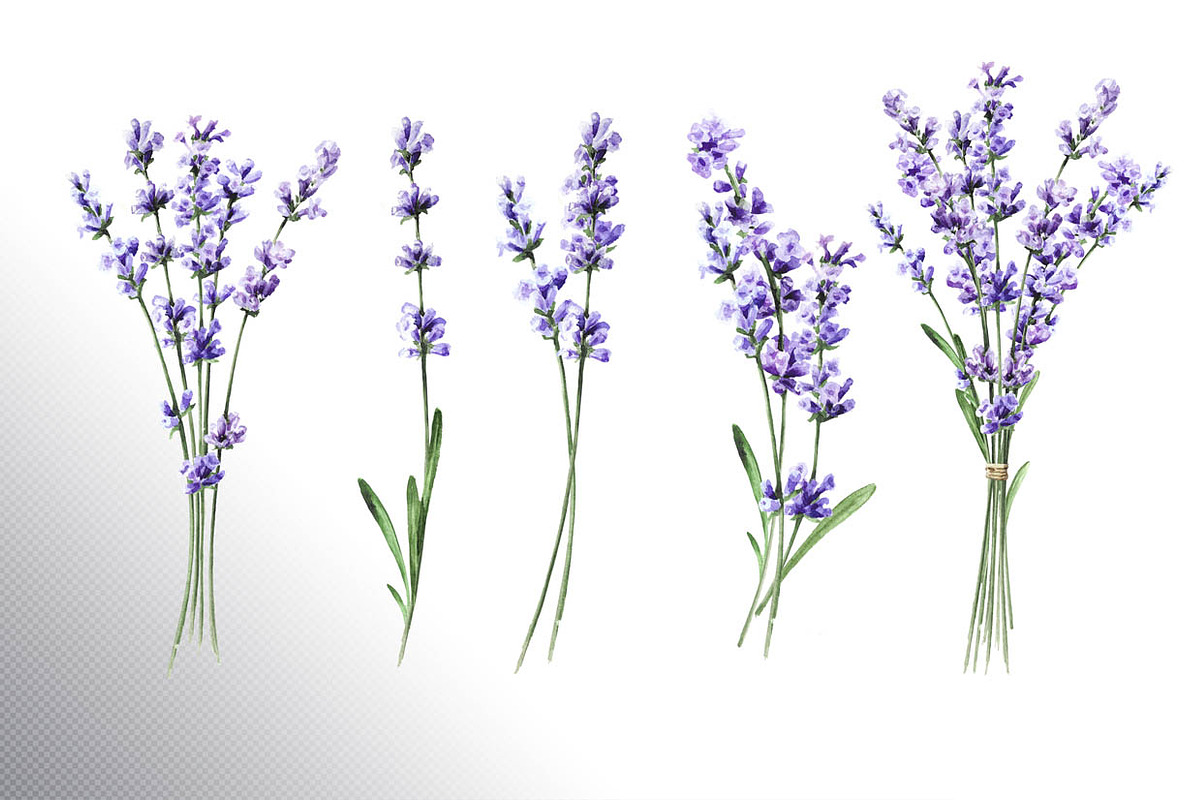 Lavender Mood, a Decorative Illustration by Daria Ustiugova (Photo 3 of 14)