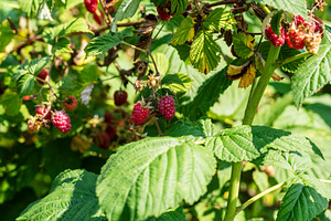 Ripe Red Raspberries Growing on, a Food & Drink Photo by Oleksandr Masnyi