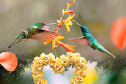 Hummingbird art, Valentine's Day, a Wallpaper Graphic by &LAMS (Thumbnail 1 of 2)