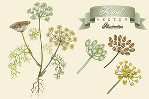 Fennel