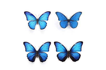 Set of four beautiful blue, an Animal Photo by ZinetroN