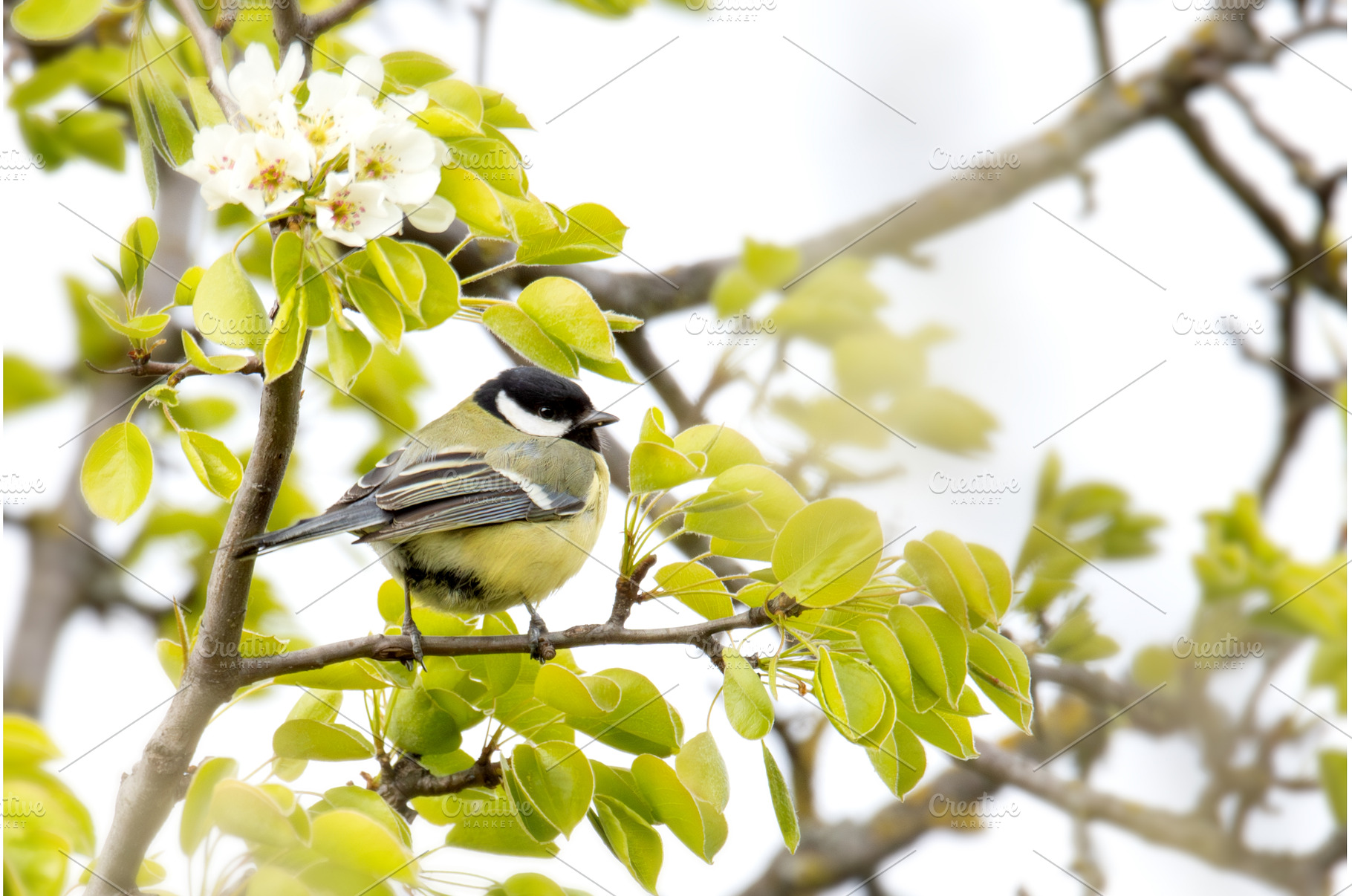 Charming Small Bird Perched on a, a Nature Photo by Pakosta