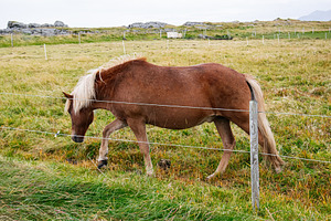 Brown horse grazing in a scenic field enclosed by a fence in Iceland, a Nature Photo by AS photostudio