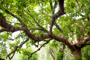 Thick Jungle Canopy, a Nature Photo by THP Creative