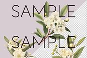 Lemon Myrtle Australian Clipart, a Decorative Illustration by Pawcasso's Portraits (Thumbnail 6 of 6)