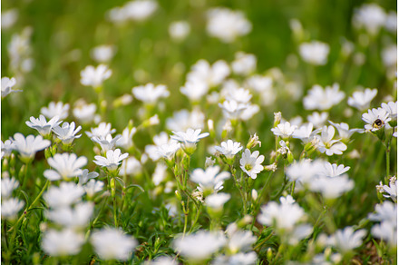 White spring flowers, a Nature Photo by Nature and travel