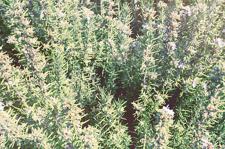 Xeriscape Vignette In Marfa preview 6
