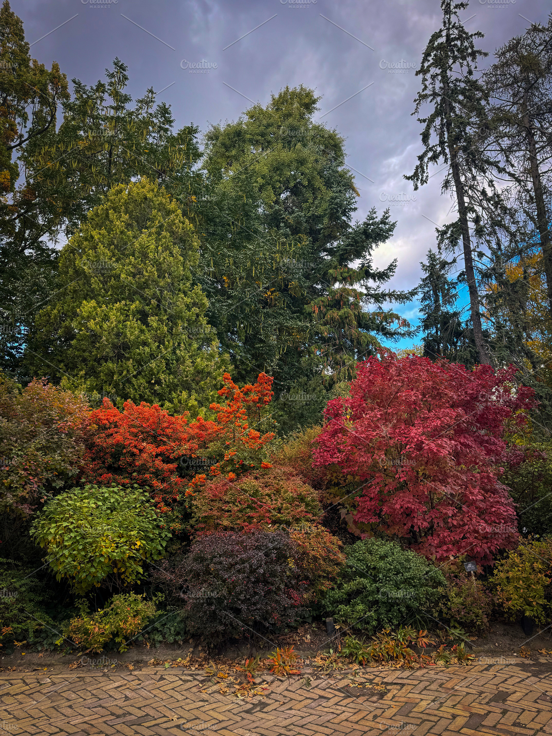A dense tapestry of trees and shrubs, a Nature Photo by Imaginarium
