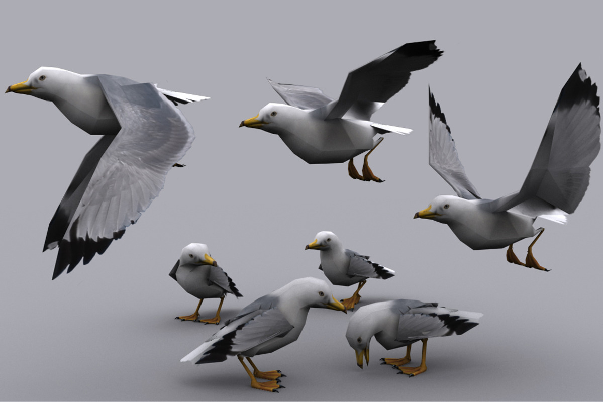 SEAGULL fbx only, an Animal 3D Model by PROTOFACTOR