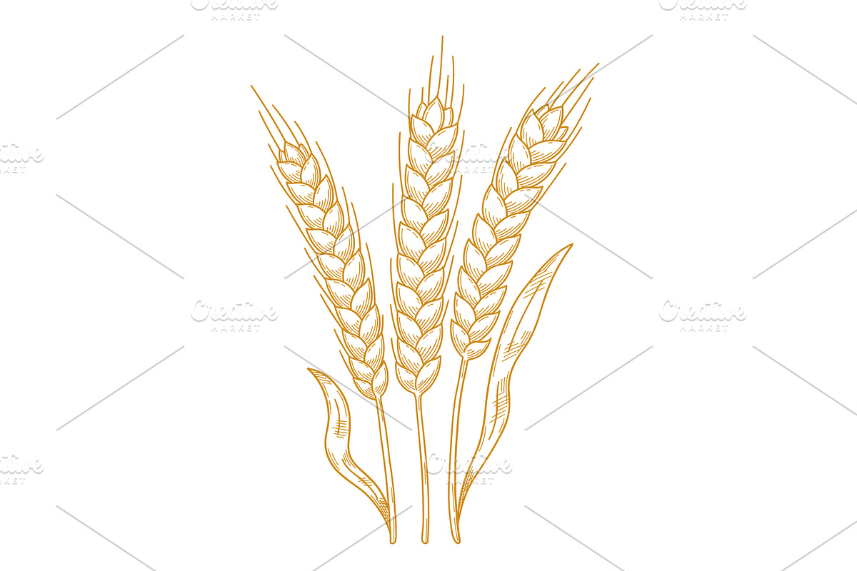 Hand-Drawn Hatched Wheat and Rye, an Animal Illustration by Ilia Design