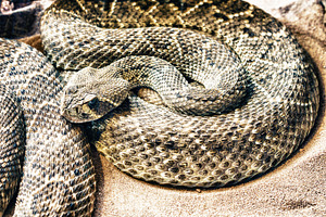 Animal featuring snake, close up, and sand, an Animal Photo by Pabkov