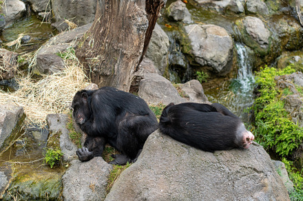 Chimpanzees resting on rocks in naturalistic enclosure in zoo