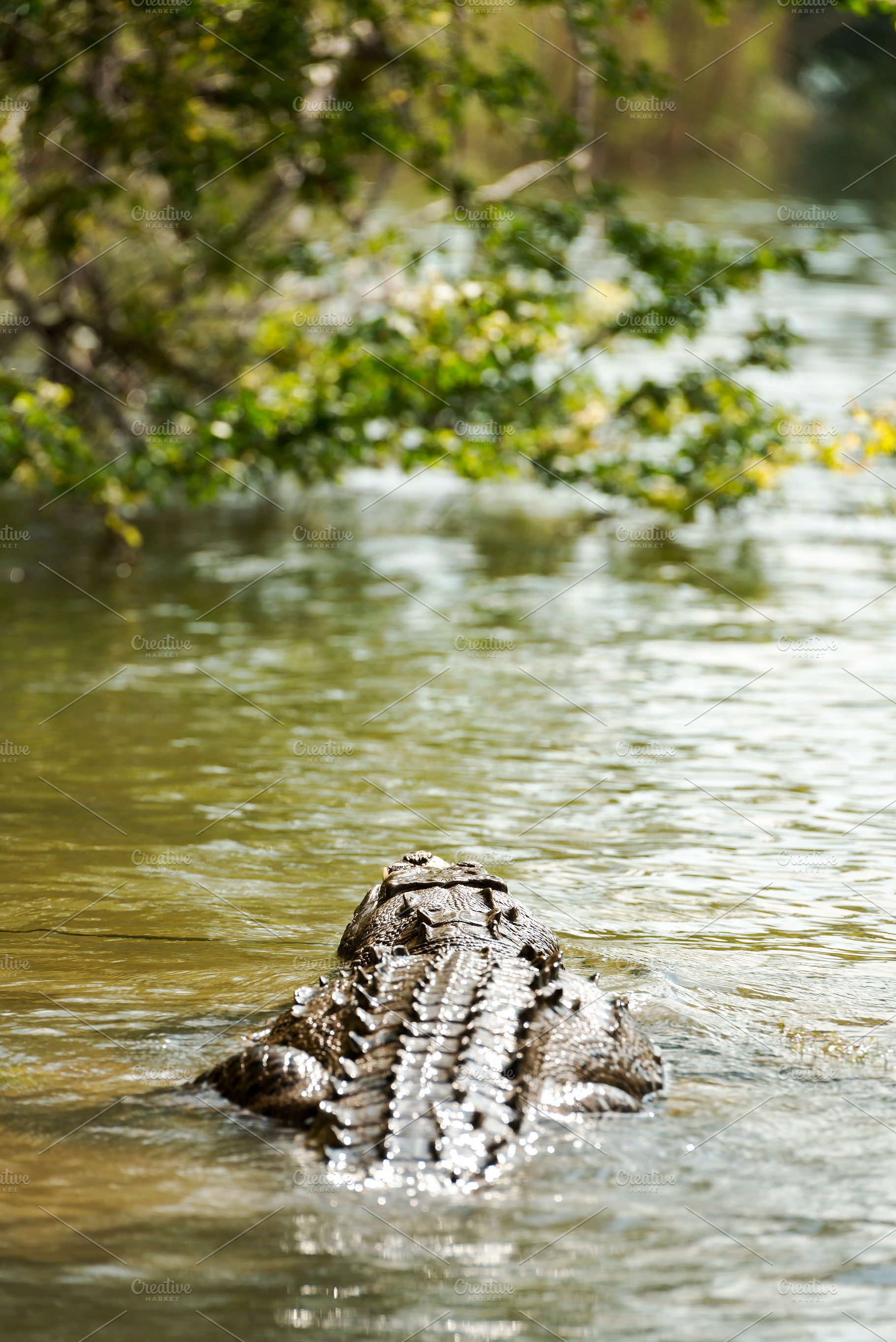 Crocodile In Jungle River, an Animal Photo by THP Creative