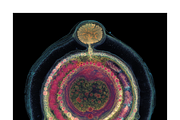 Soma Co. Biomorphic Solargrams, an Education Illustration by milatovar (Thumbnail 5 of 19)